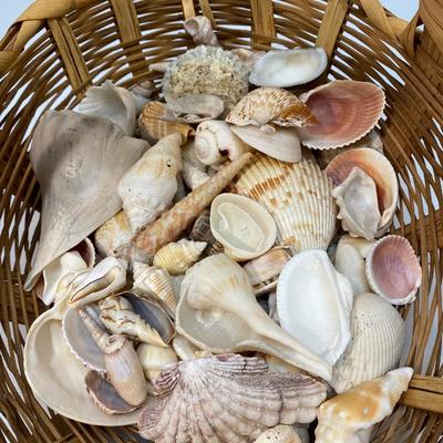 Large Wicker Basket Full of Various Seashells Beachy Coastal Decor