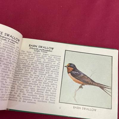Birds of America, old picture and plate holder