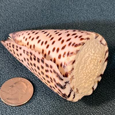 INTERESTING SPOTTED COILED SEASHELL