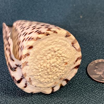 INTERESTING SPOTTED COILED SEASHELL