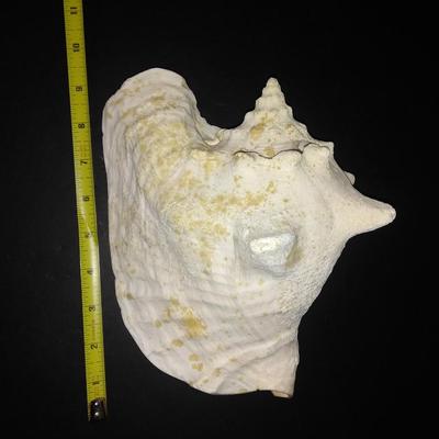 Hawaiian Dashboard Hula Doll Sweet KeAloha with large conch shell and seagull