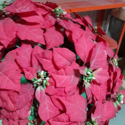 Huge faux poinsettia plant, small Christmas tree, beautiful wreath and more   Christmas Items