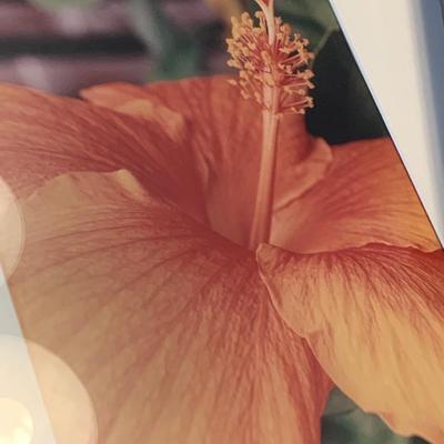 Framed Nature Photography Lot