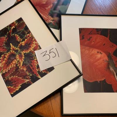 Framed Nature Photography Lot