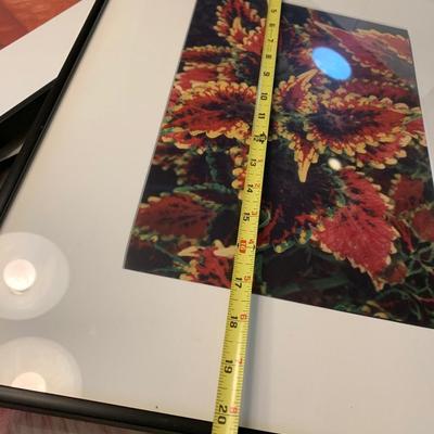 Framed Nature Photography Lot