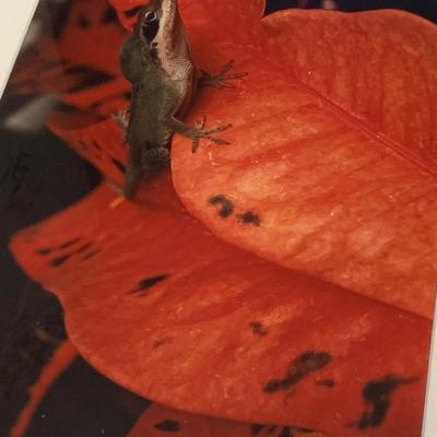 Framed Nature Photography Lot