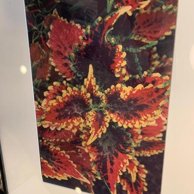 Framed Nature Photography Lot