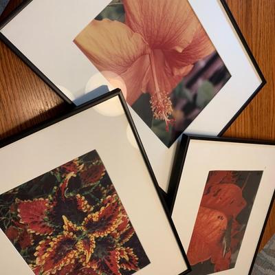 Framed Nature Photography Lot
