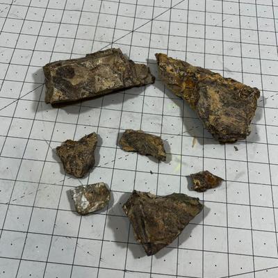 Load of Fossils, fish