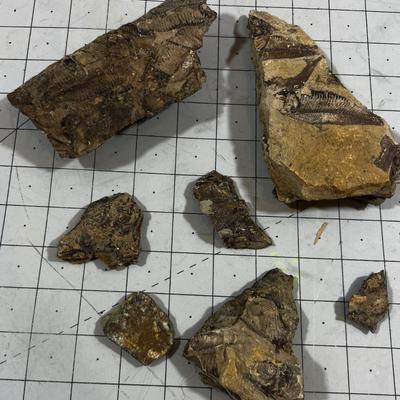 Load of Fossils, fish