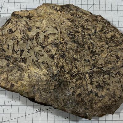 Awesome, LARGE Fossil