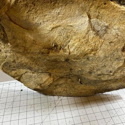 Awesome, LARGE Fossil