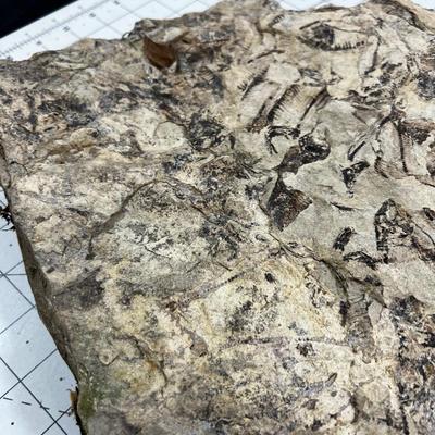 Awesome, LARGE Fossil