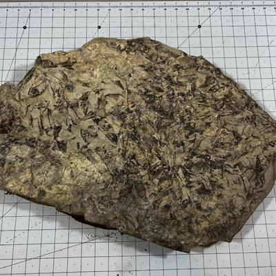 Awesome, LARGE Fossil