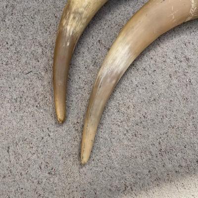 Bull Horns