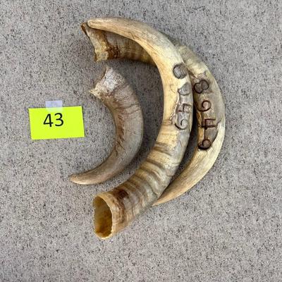 Animal Horns
