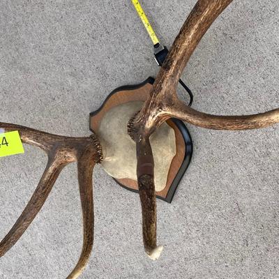 Mounted Antlers