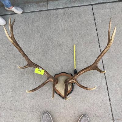Mounted Antlers