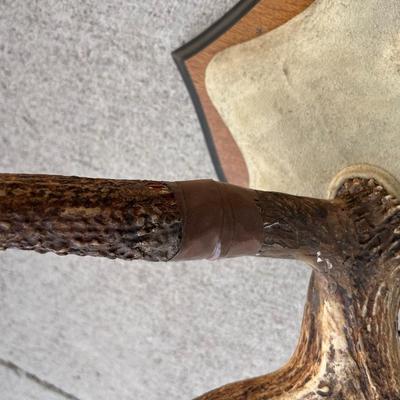 Mounted Antlers