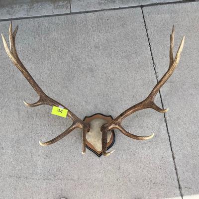 Mounted Antlers