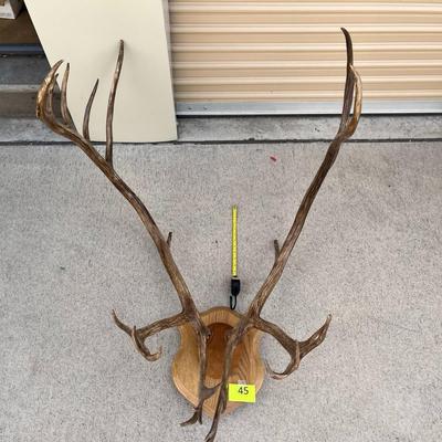 Another set of Mounted Antlers