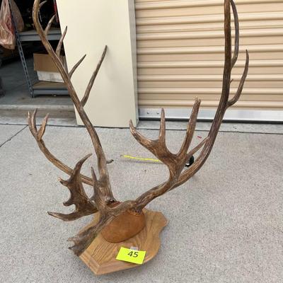 Another set of Mounted Antlers