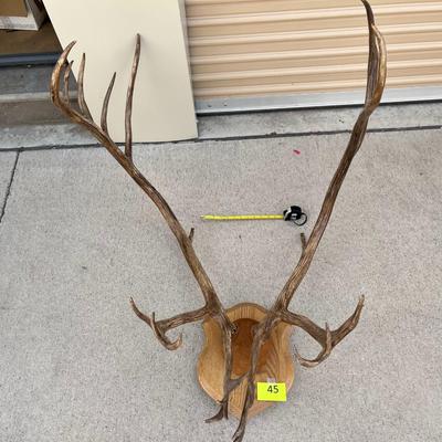 Another set of Mounted Antlers