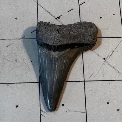 2" Fossilized Shark Tooth