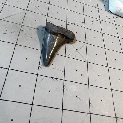2" Fossilized Shark Tooth