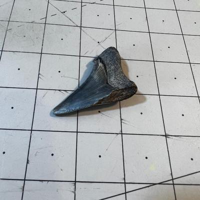 2" Fossilized Shark Tooth