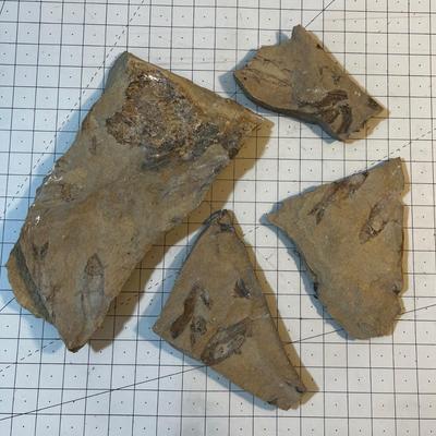 Fossils (4) 
