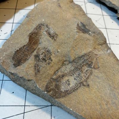 Fossils (4) 