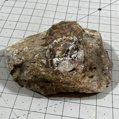 Petrified Limb in a Sand Stone Concretion