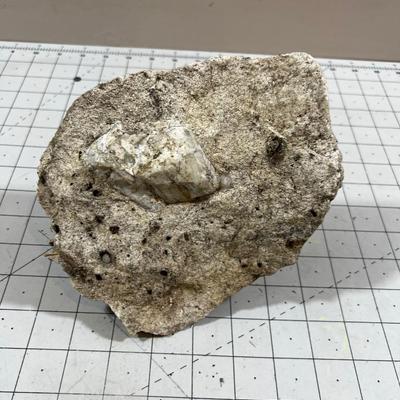 Petrified Limb in a Sand Stone Concretion