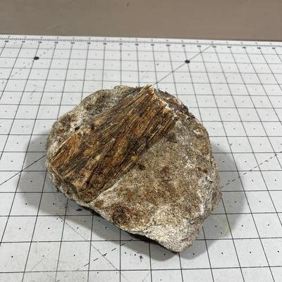 Petrified Limb in a Sand Stone Concretion