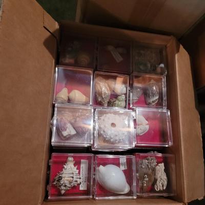 Large Collection of Seashells with Books (1G-CE)