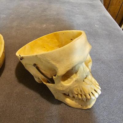 Two Skulls  (1B-JS)
