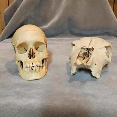 Two Skulls  (1B-JS)
