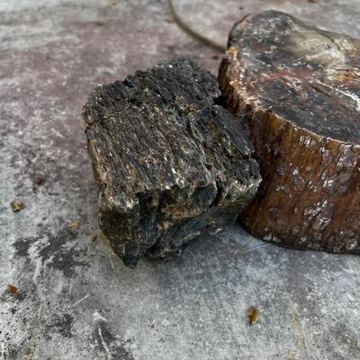 Pieces of Petrified Wood (2) 