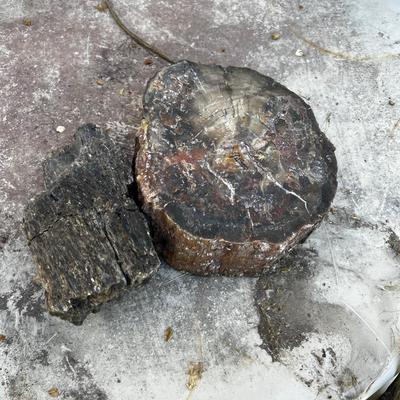 Pieces of Petrified Wood (2) 
