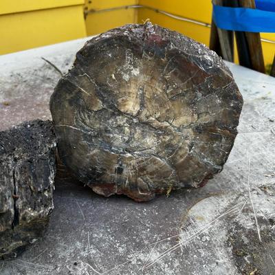 Pieces of Petrified Wood (2) 