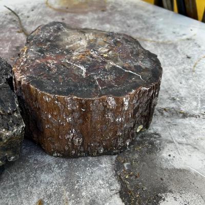Pieces of Petrified Wood (2) 