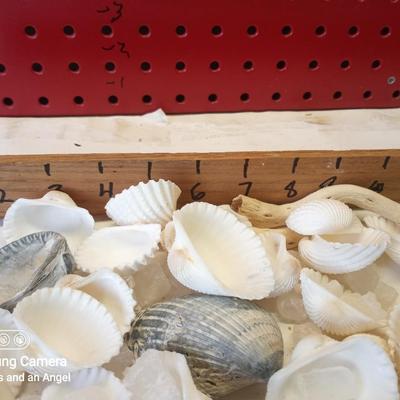 Various Sea shells etc