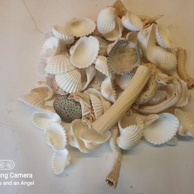 Various Sea shells etc