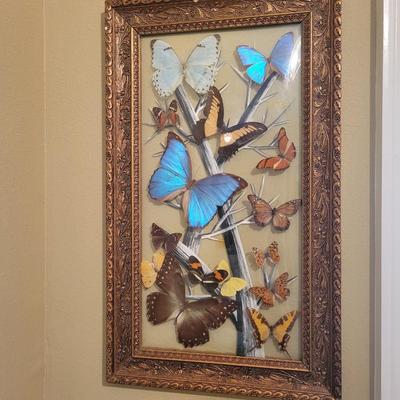 Vintage Framed Butterfly Display