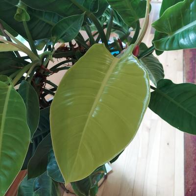 Large Potted Philodendron with Metal Stand (LR-BBL)