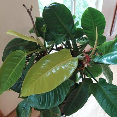 Large Potted Philodendron with Metal Stand (LR-BBL)