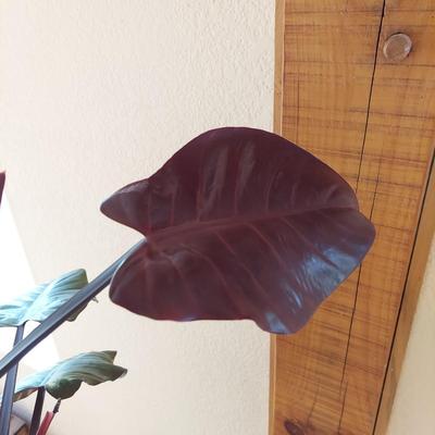 Philodendron in Ceramic Pot (LR-BBL)