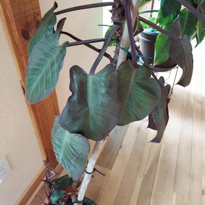 Philodendron in Ceramic Pot (LR-BBL)