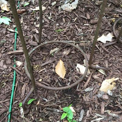 807 Pair of Metal 40" Plant Stands